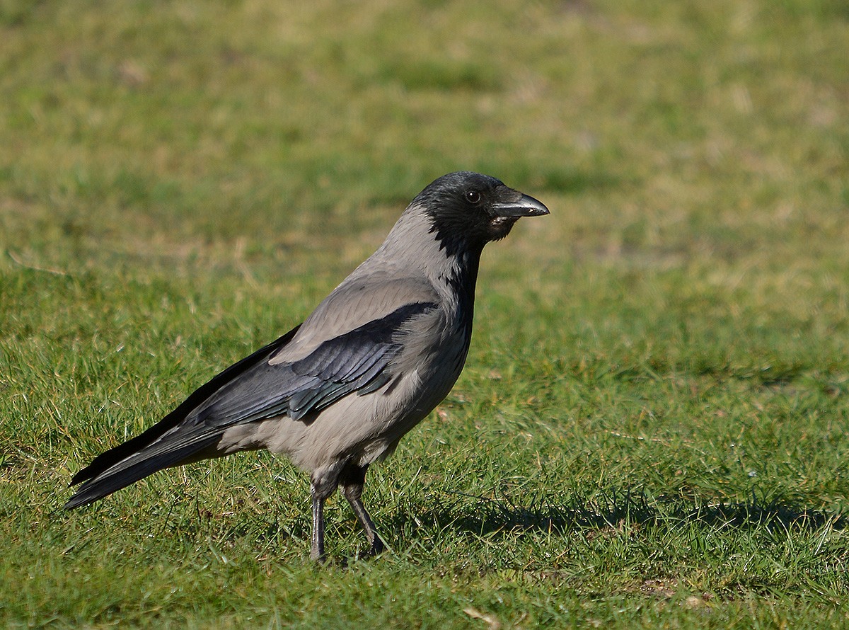 Hooded Crow - ML636083037