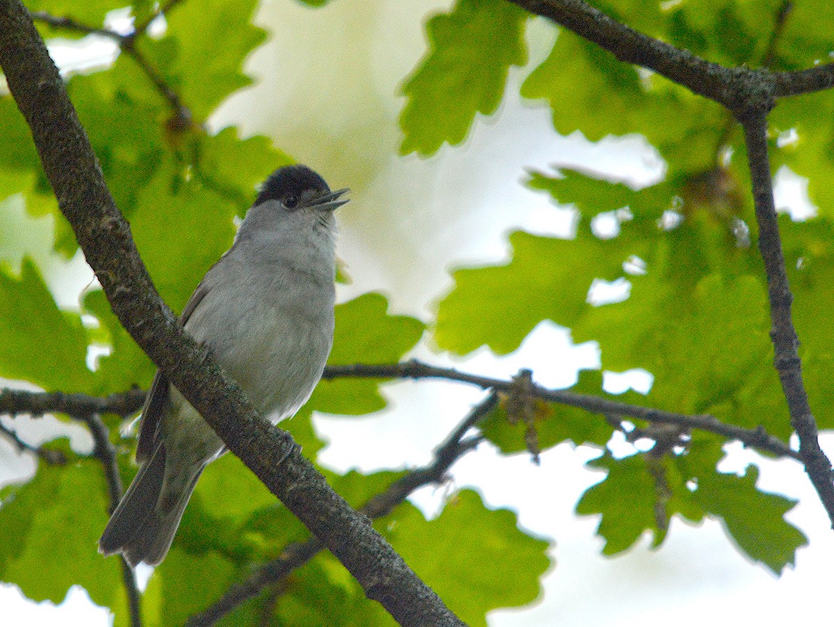 Eurasian Blackcap - ML636083052