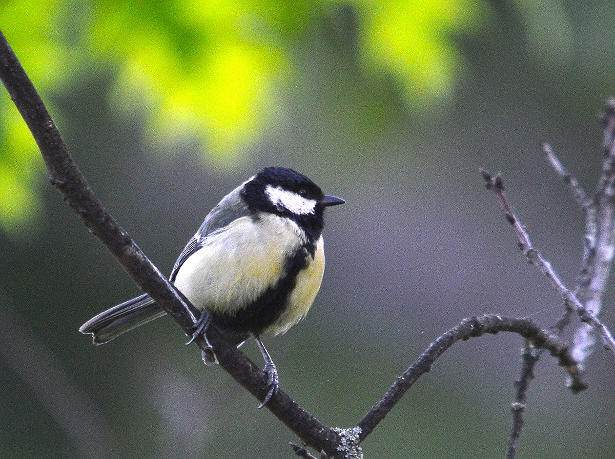 Great Tit - ML636083077