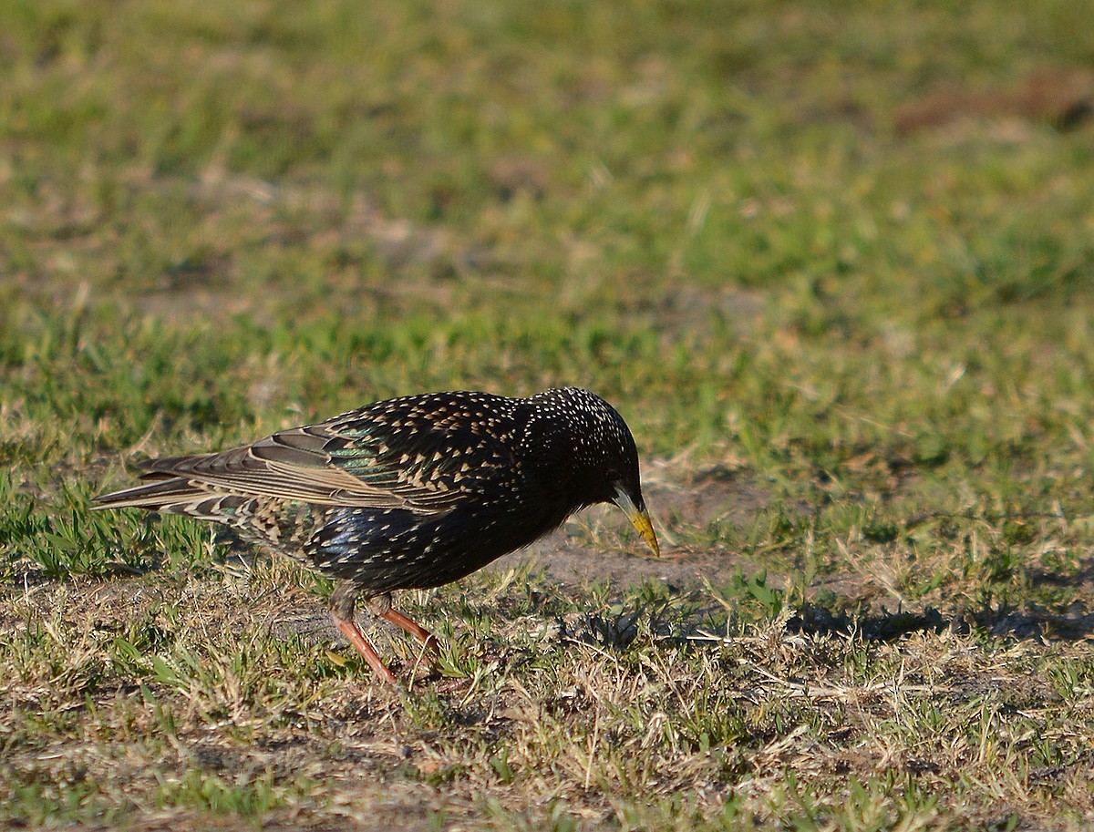 European Starling - ML636083091