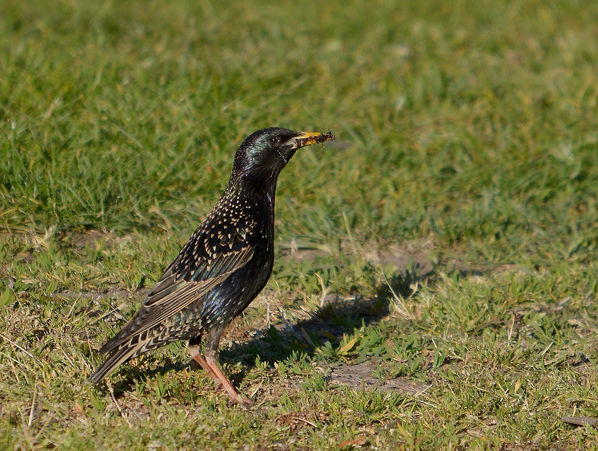 European Starling - ML636083094
