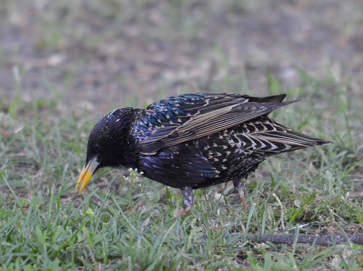 European Starling - ML636083102