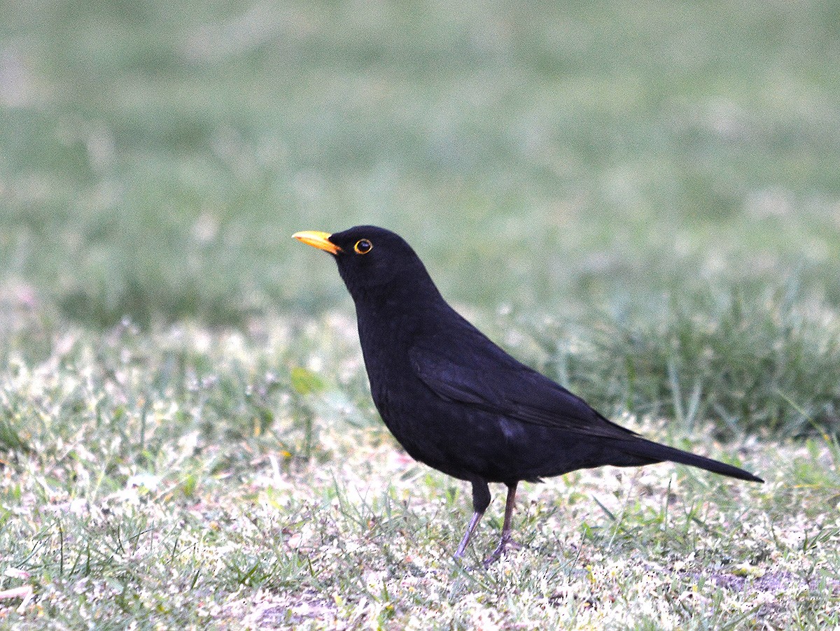 Eurasian Blackbird - ML636083106