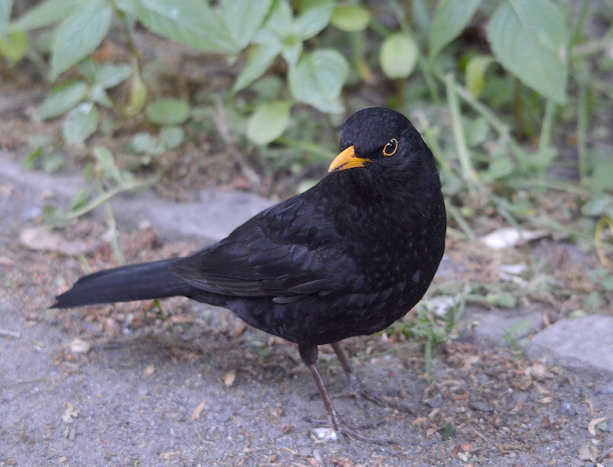 Eurasian Blackbird - ML636083107
