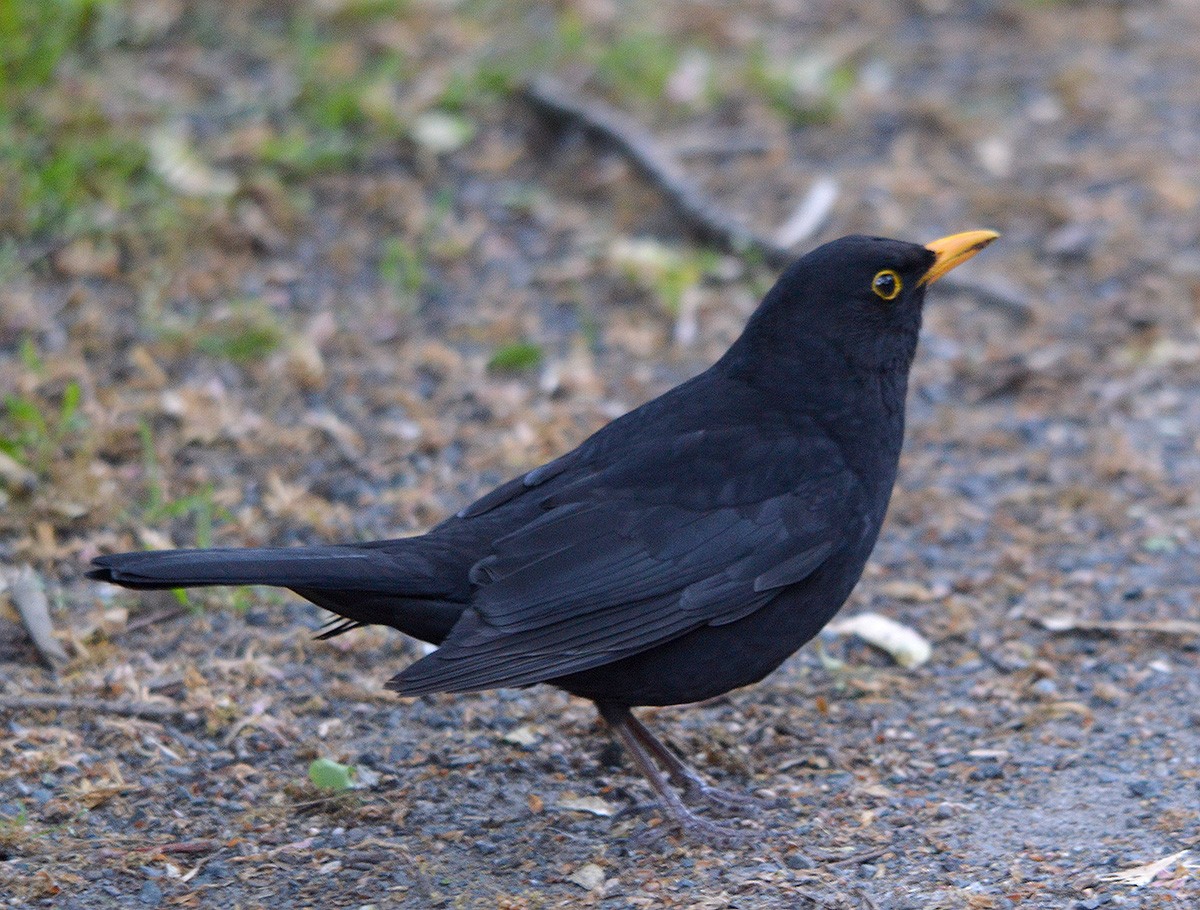 Eurasian Blackbird - ML636083108