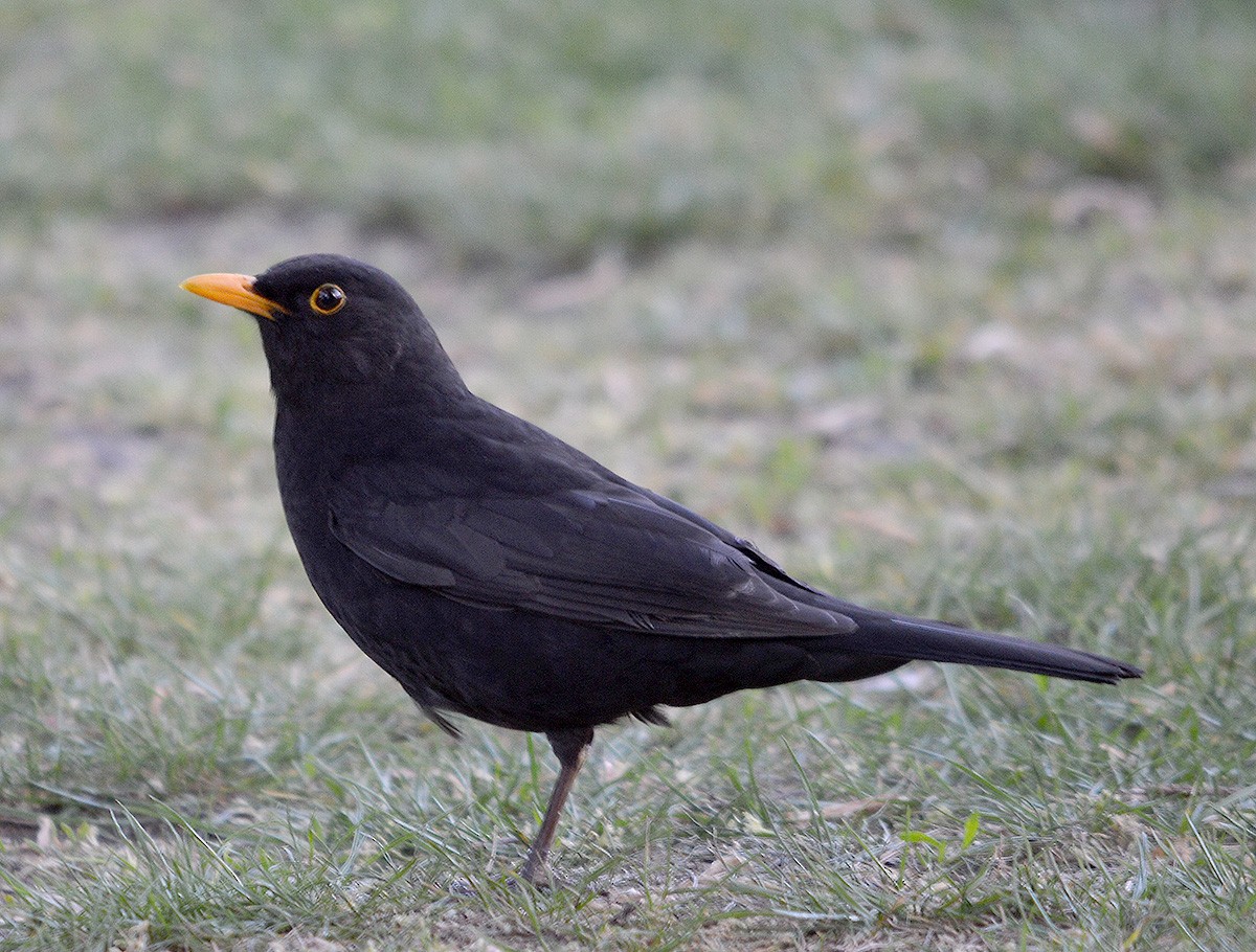 Eurasian Blackbird - ML636083153