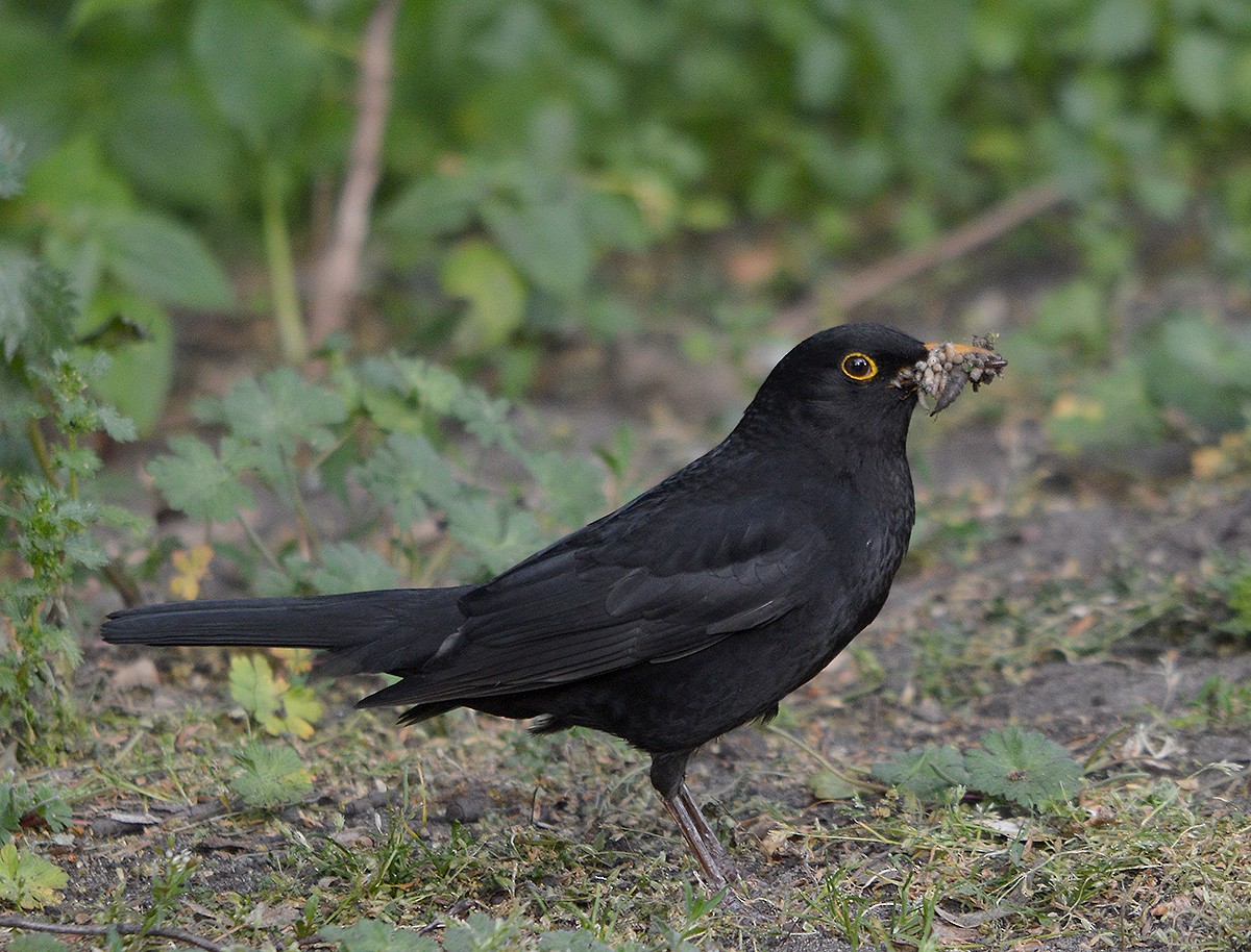 Eurasian Blackbird - ML636083168