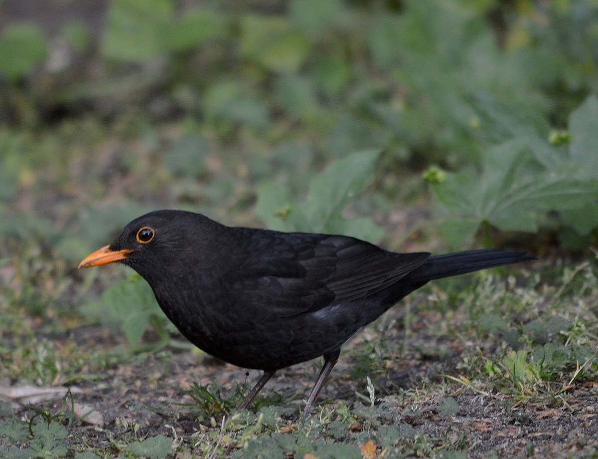 Eurasian Blackbird - ML636083169
