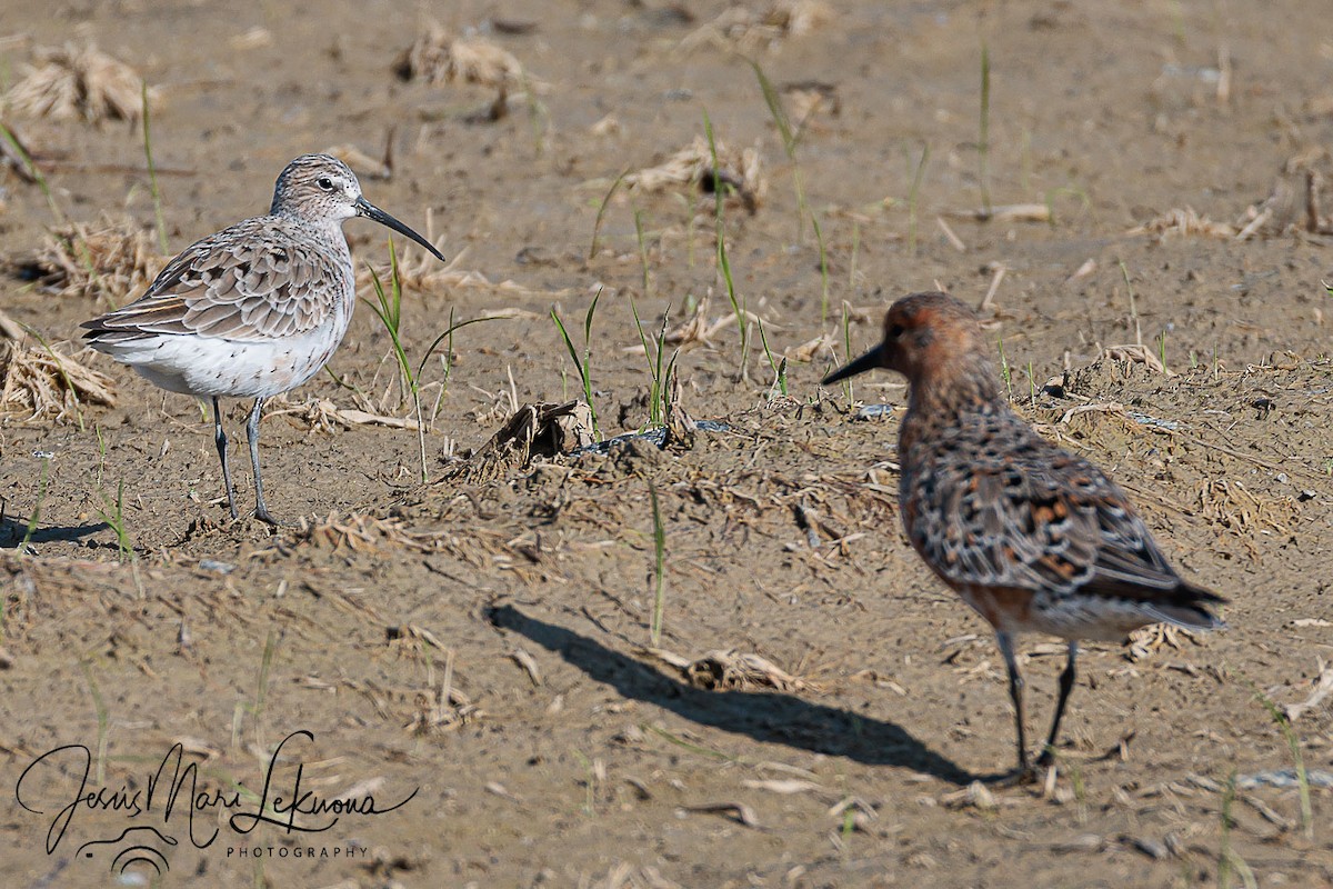 polarsnipe - ML636083173