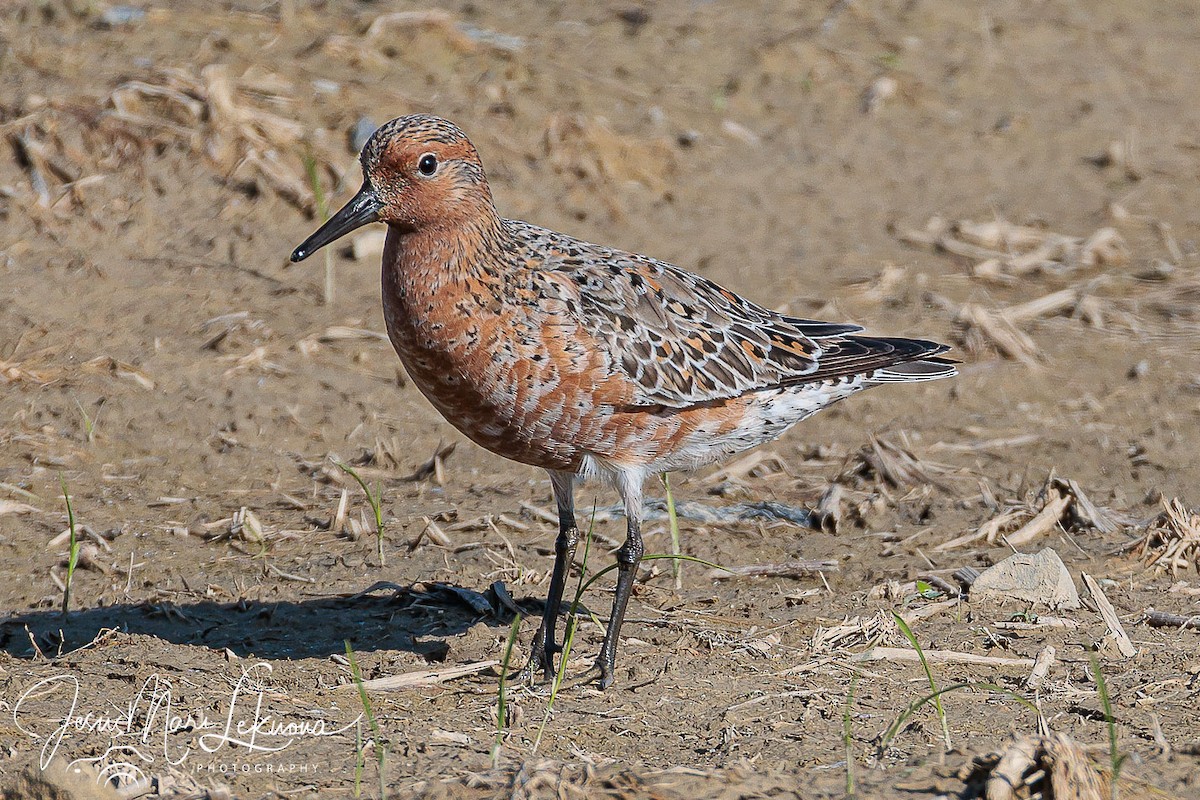 polarsnipe - ML636083175