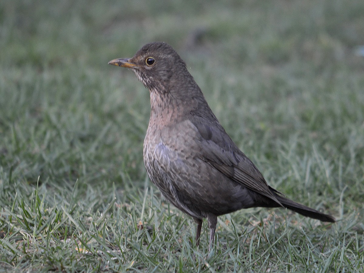 Eurasian Blackbird - ML636083178