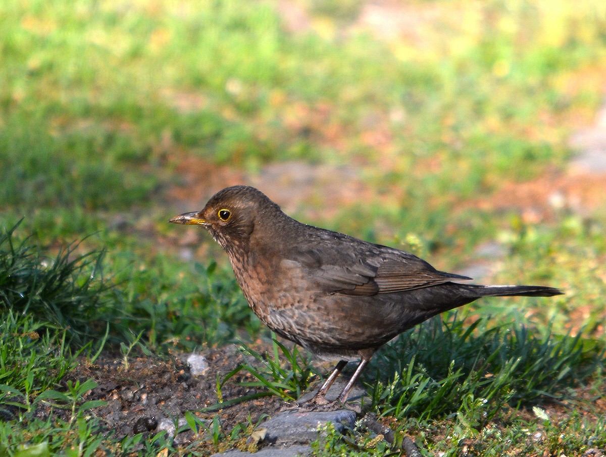 Eurasian Blackbird - ML636083179