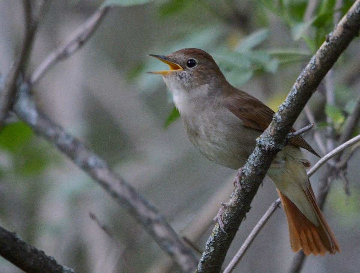 Common Nightingale - ML636083200