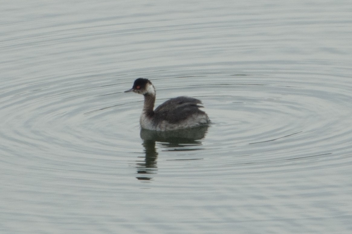 Eared Grebe - ML636083204