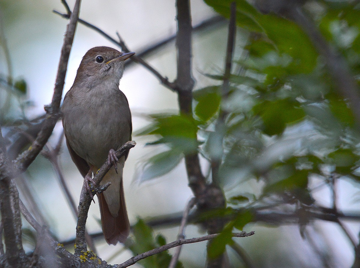 Common Nightingale - ML636083210