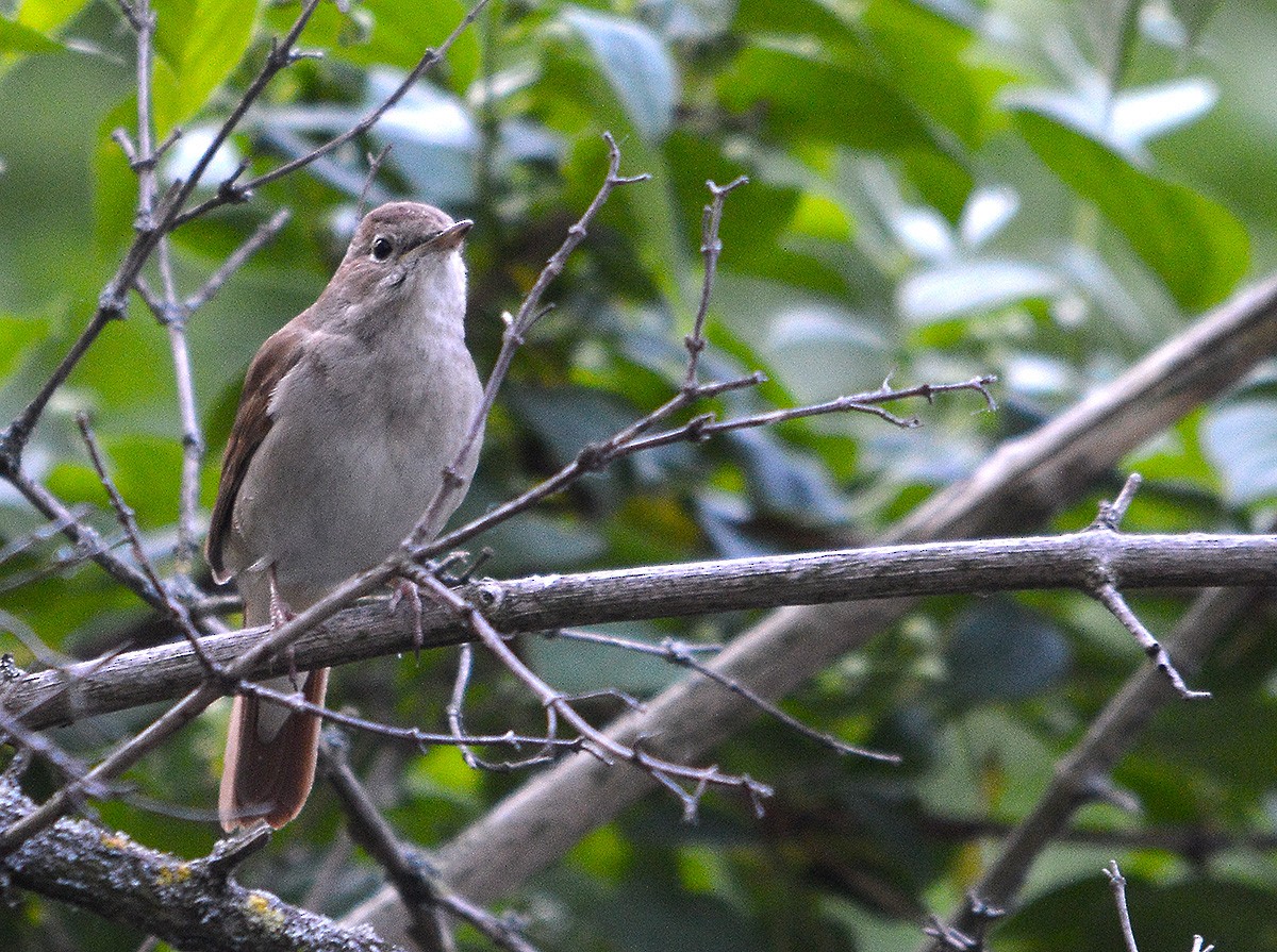 Common Nightingale - ML636083211