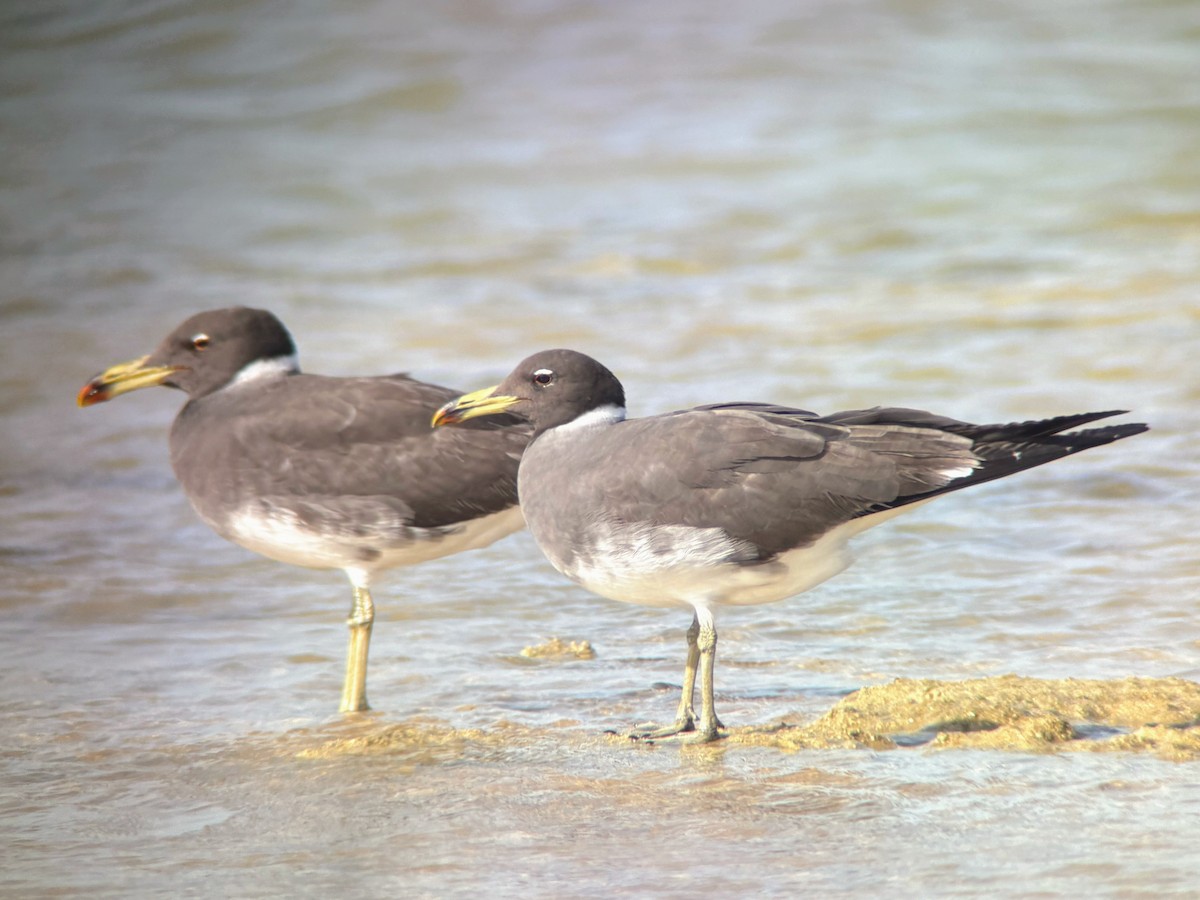 Sooty Gull - ML636083295