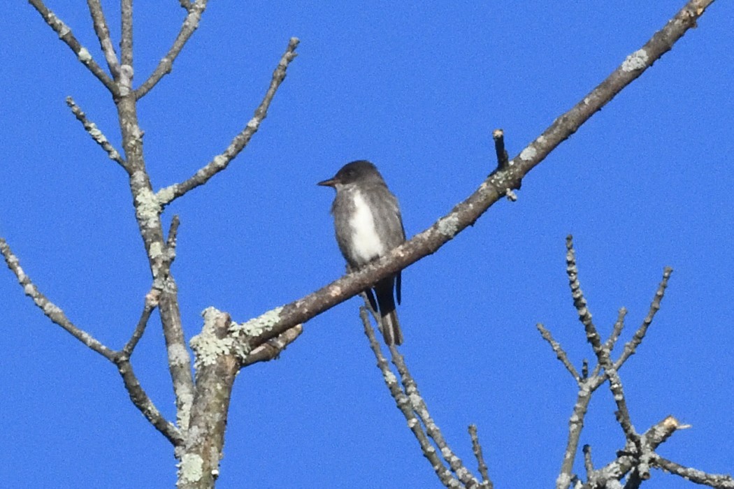 Olive-sided Flycatcher - ML636083322
