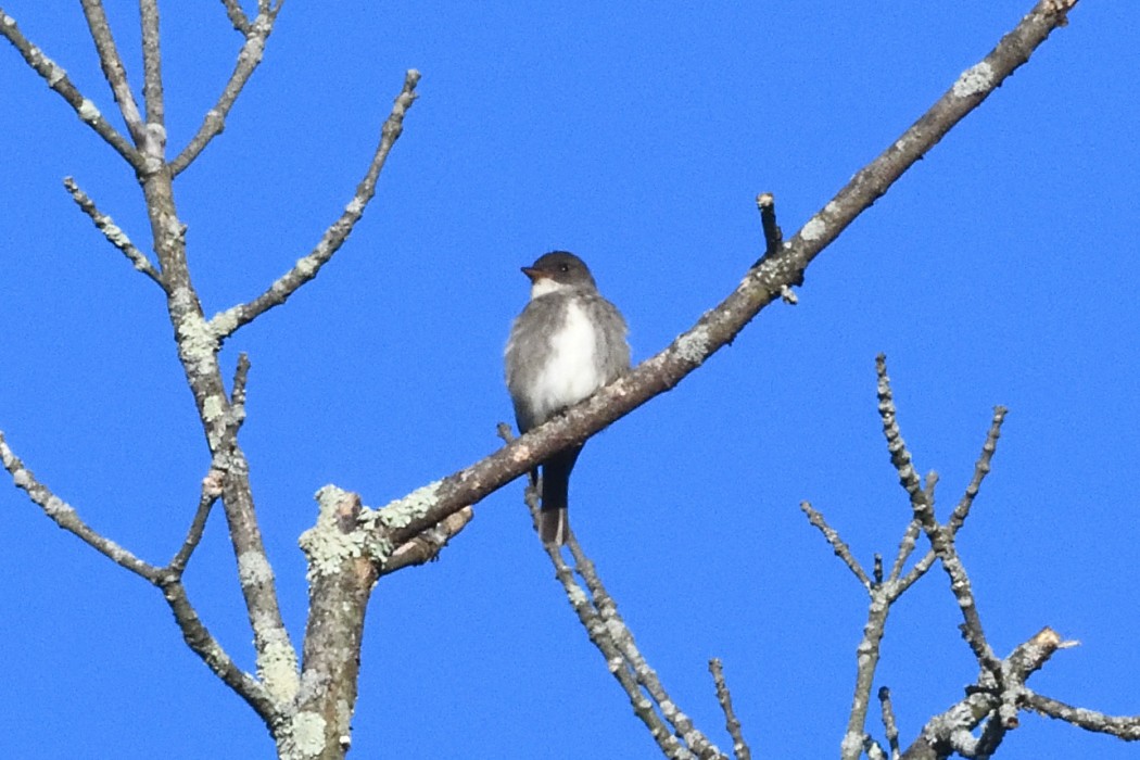 Olive-sided Flycatcher - ML636083336