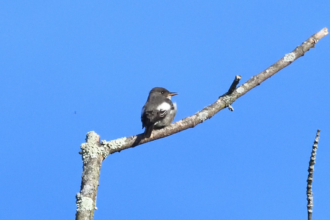 Olive-sided Flycatcher - ML636083342
