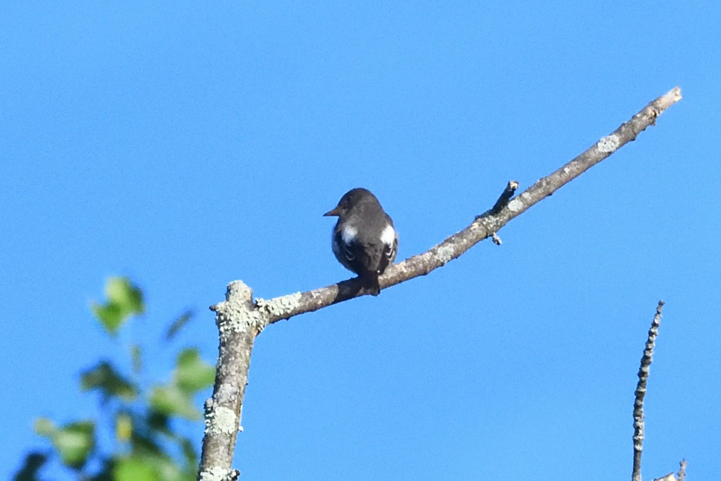 Olive-sided Flycatcher - ML636083344