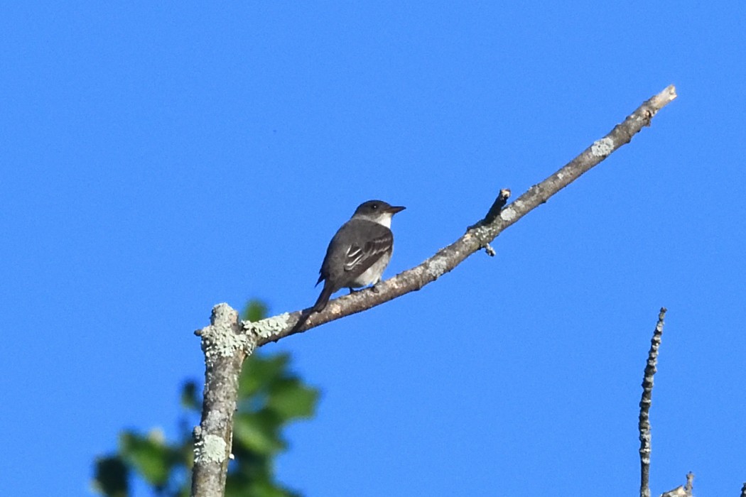 Olive-sided Flycatcher - ML636083347