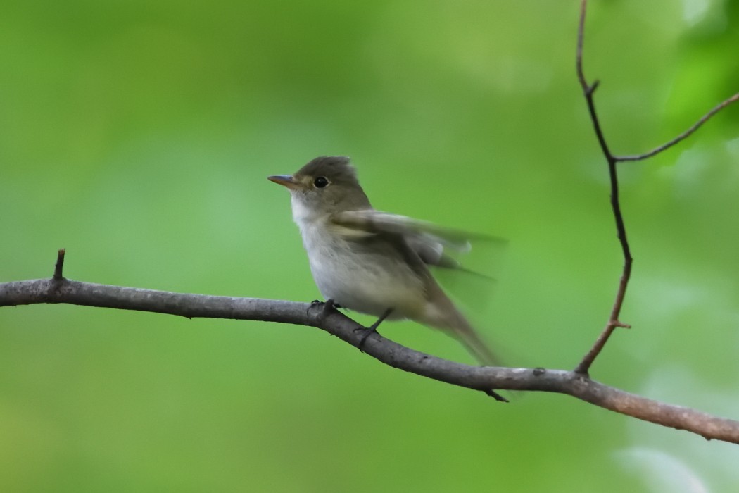 Acadian Flycatcher - ML636083355