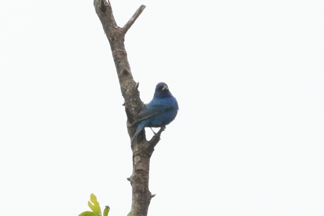 Indigo Bunting - ML636083359