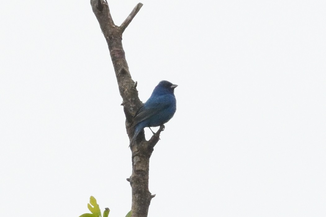 Indigo Bunting - ML636083366