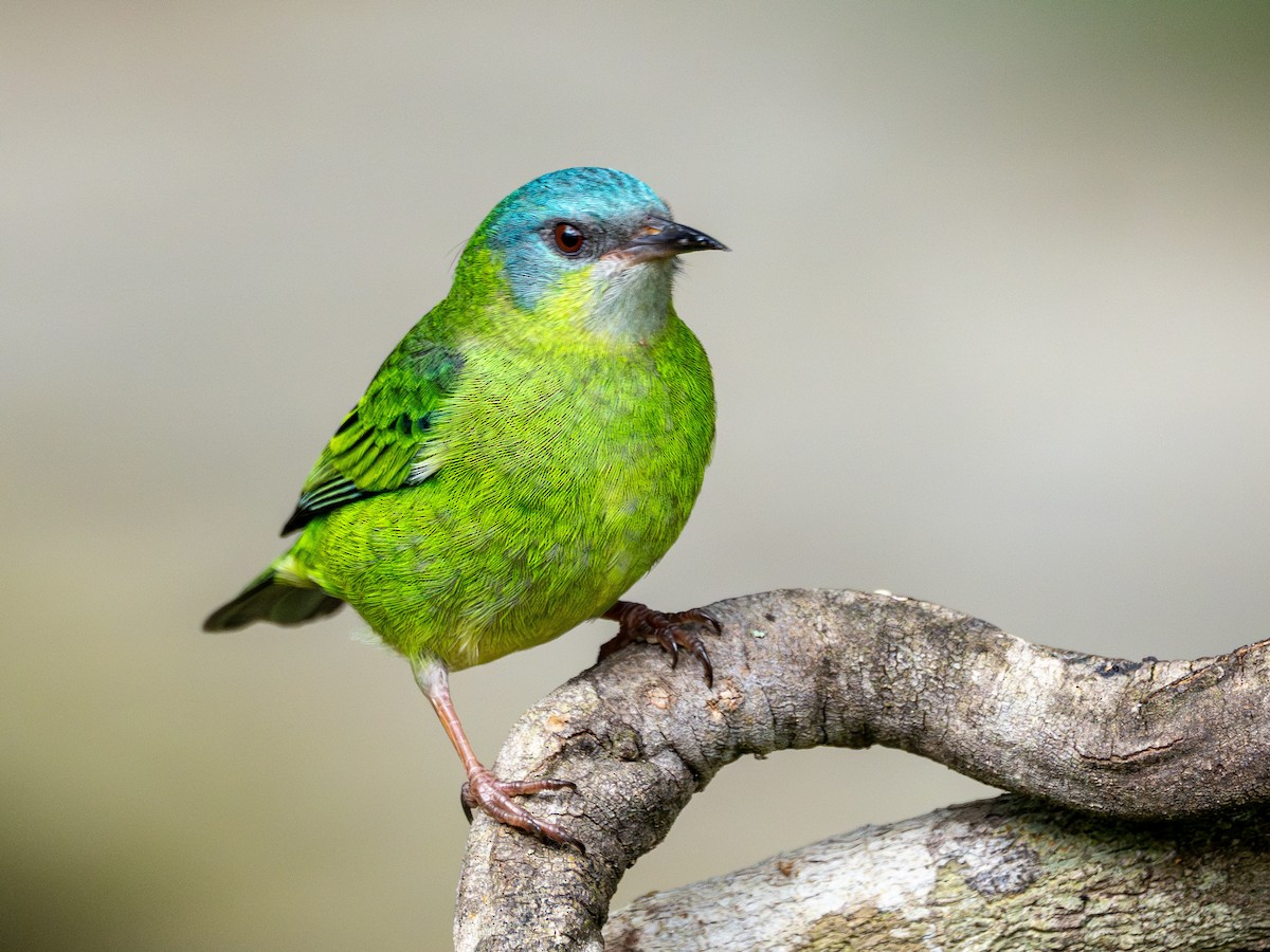 Blue Dacnis - ML636083427