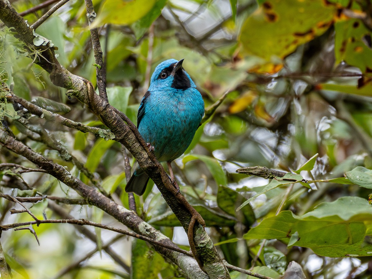 Blue Dacnis - ML636083428