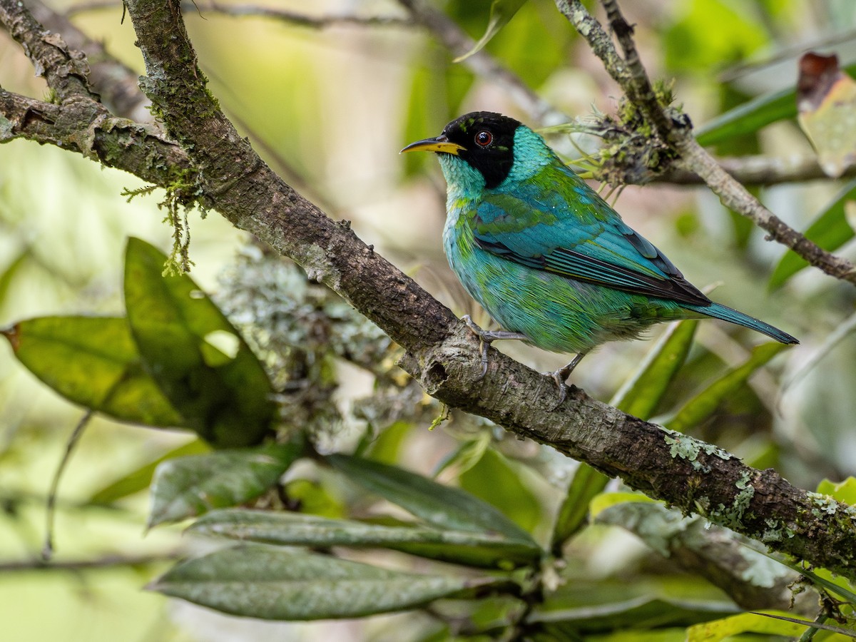 Green Honeycreeper - ML636083430