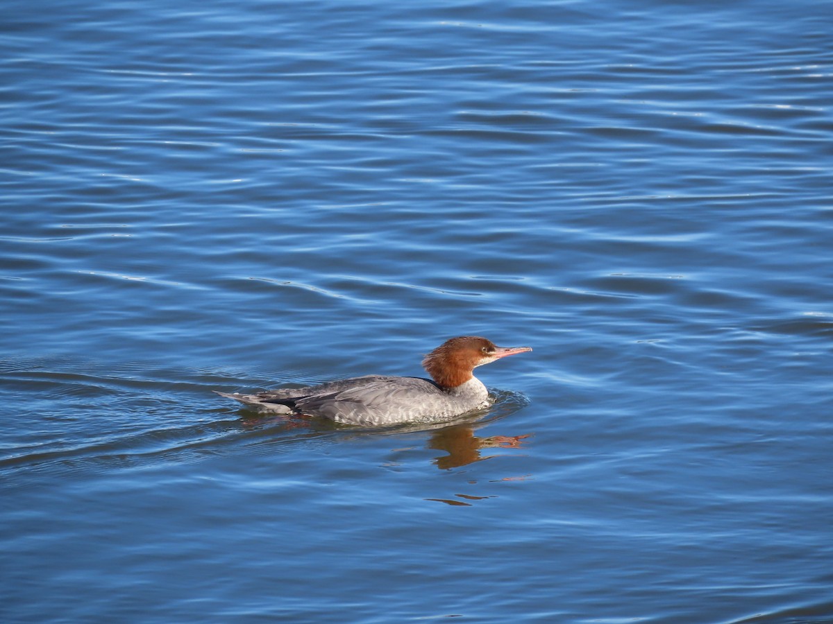 Common Merganser - ML636083471