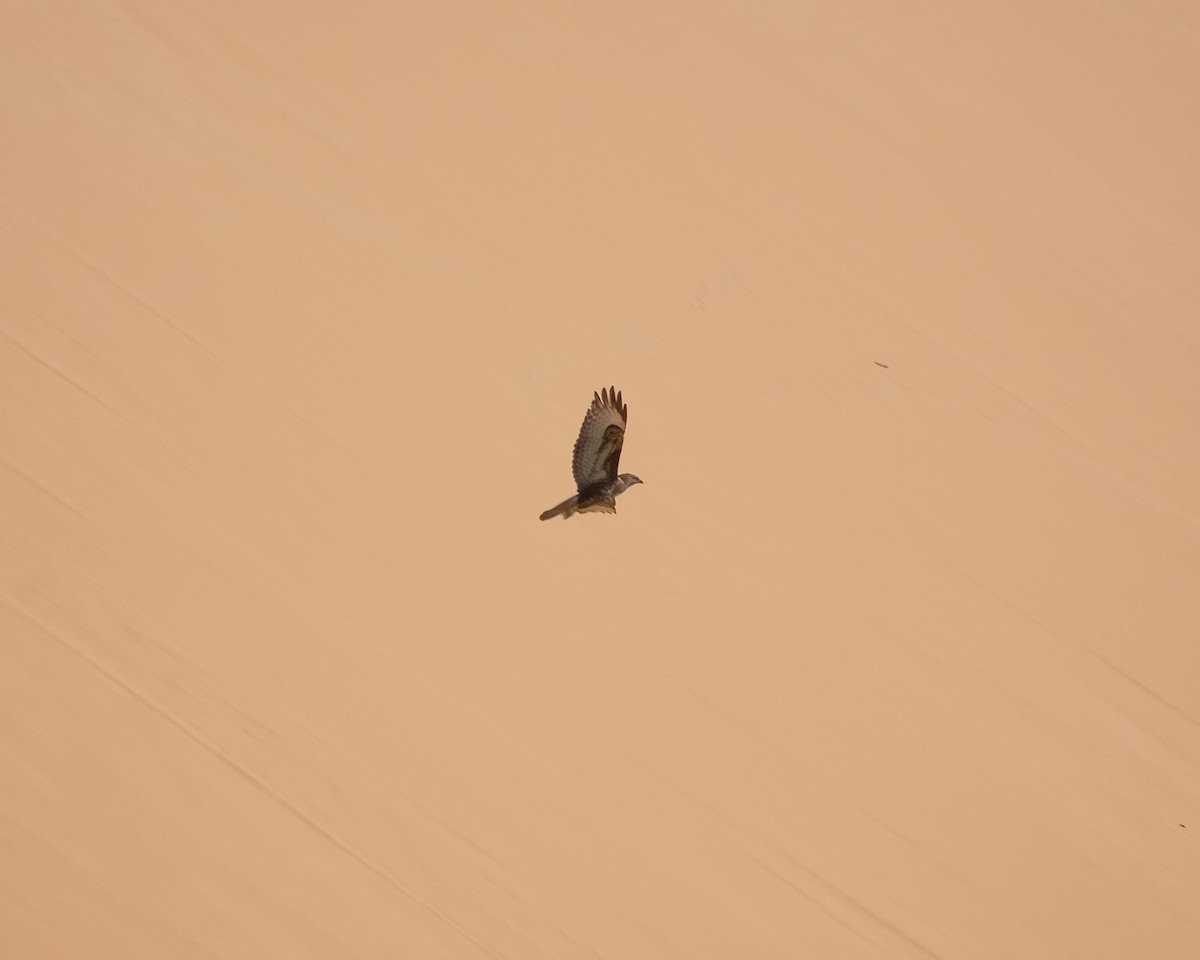 歐亞鵟(vulpinus/menetriesi) - ML636083481