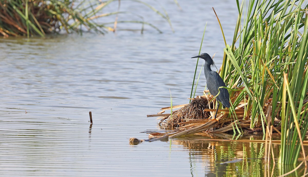 Black Heron - ML636083507