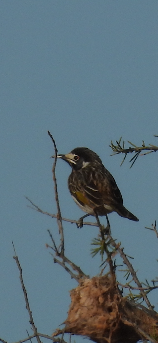 White-fronted Honeyeater - ML636083511