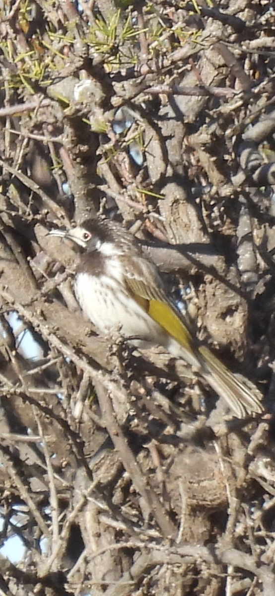 White-fronted Honeyeater - ML636083512