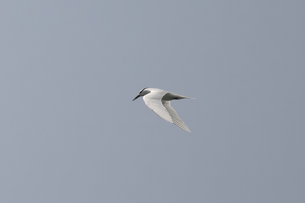 Black-naped Tern - ML636083623