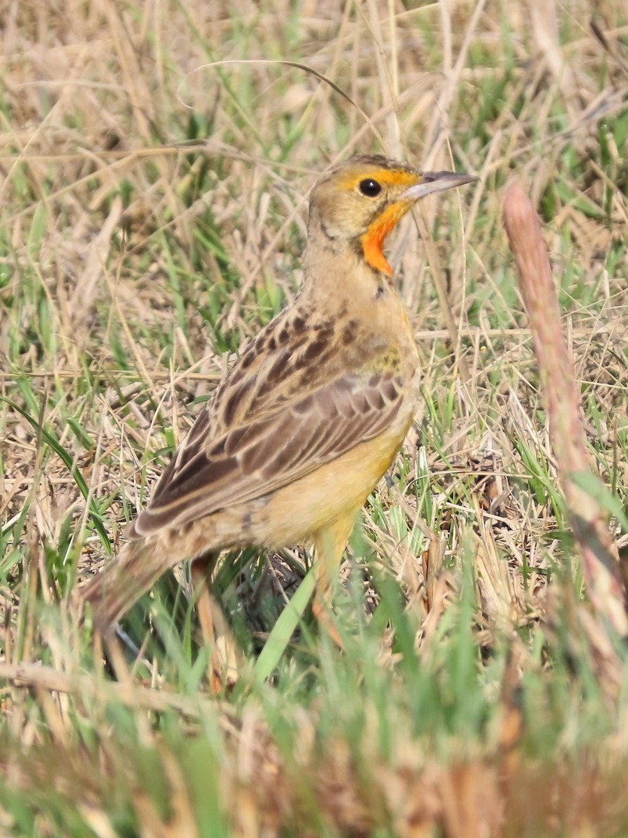 Orange-throated Longclaw - ML636083667
