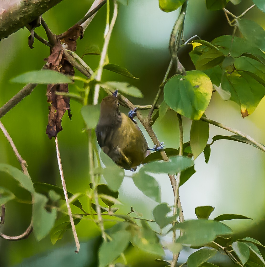 Slaty Antwren - ML636083808
