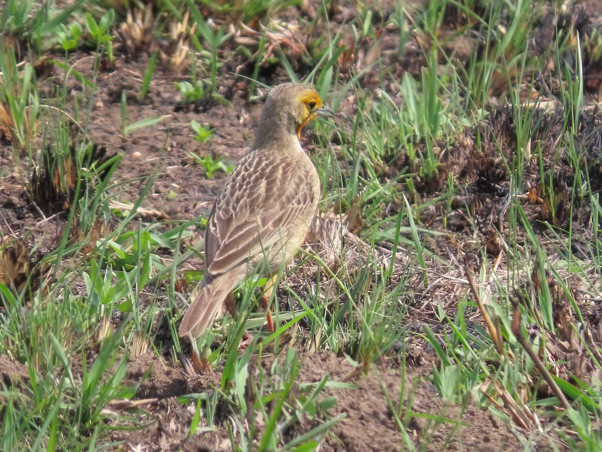 Orange-throated Longclaw - ML636083811