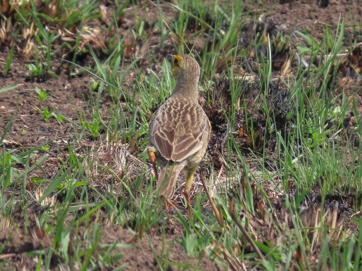 Orange-throated Longclaw - ML636083813