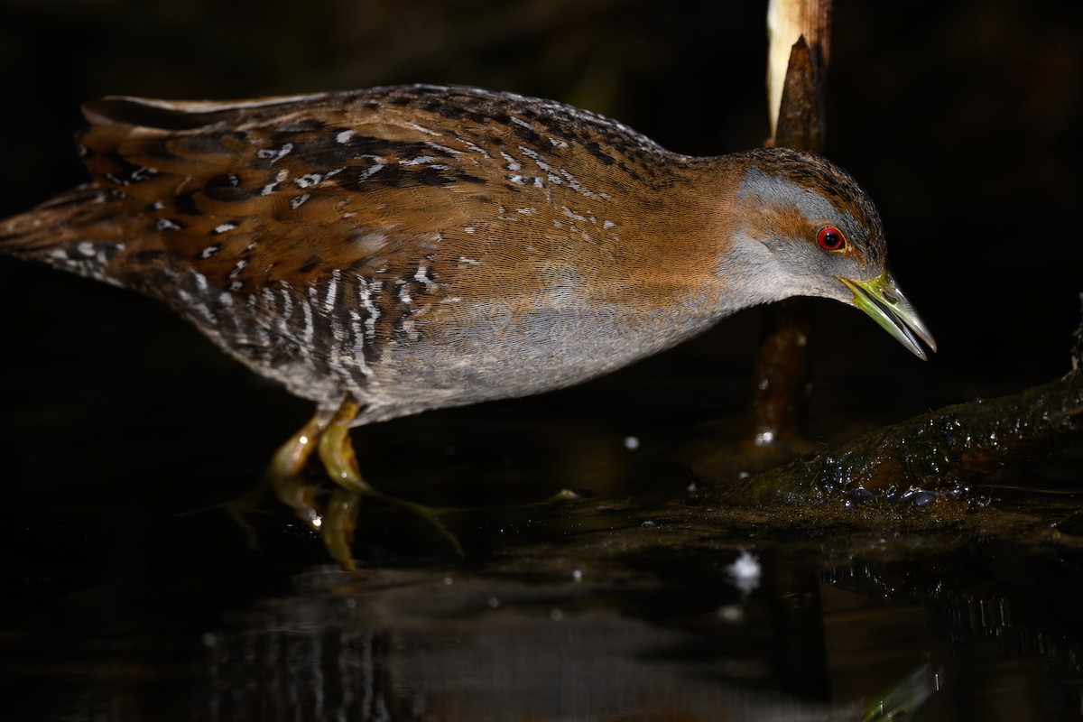 Baillon's Crake - ML636083818