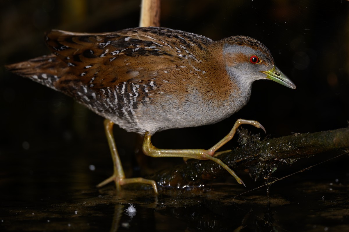 Baillon's Crake - ML636083819