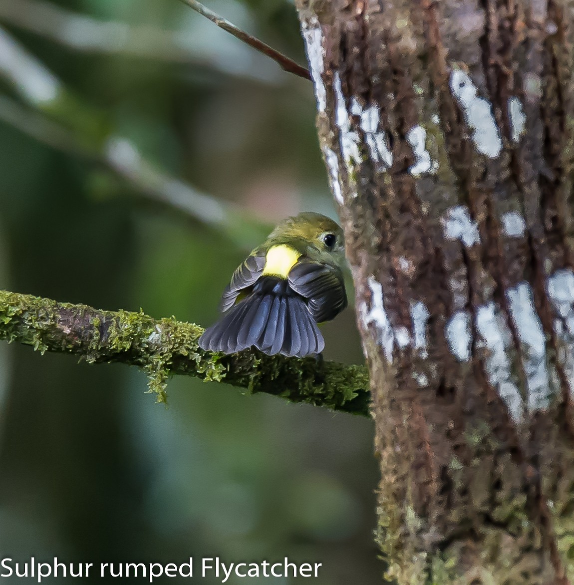 Sulphur-rumped Flycatcher - ML636083826