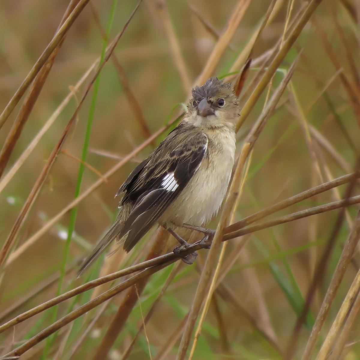 Pearly-bellied Seedeater - ML636083840