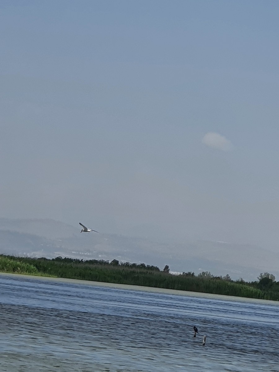 Sumru - ML636083844