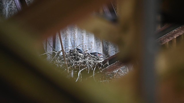 Common Raven - ML636083892