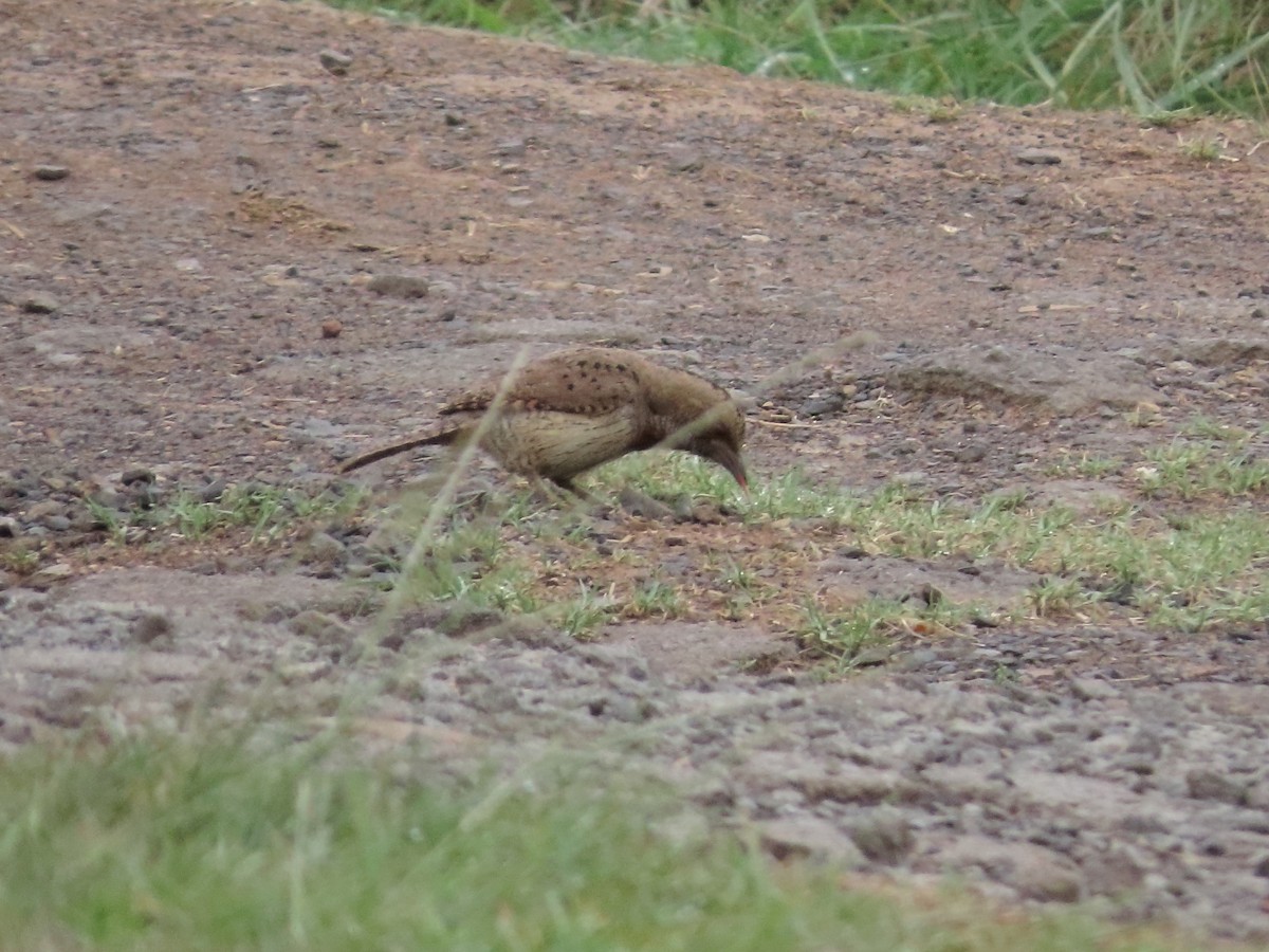 Red-throated Wryneck - ML636083939