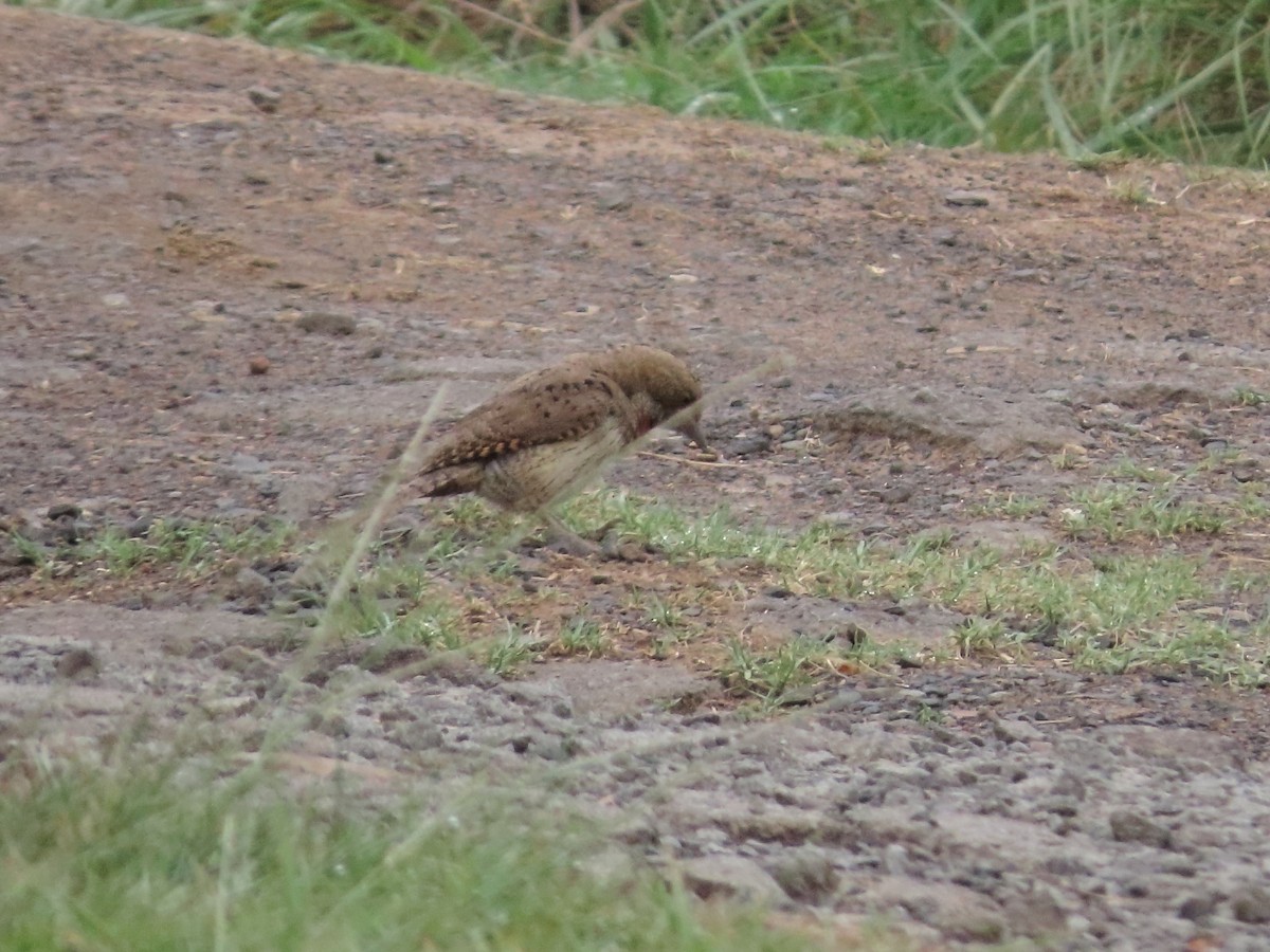 Red-throated Wryneck - ML636083942